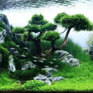 Aquariophilie