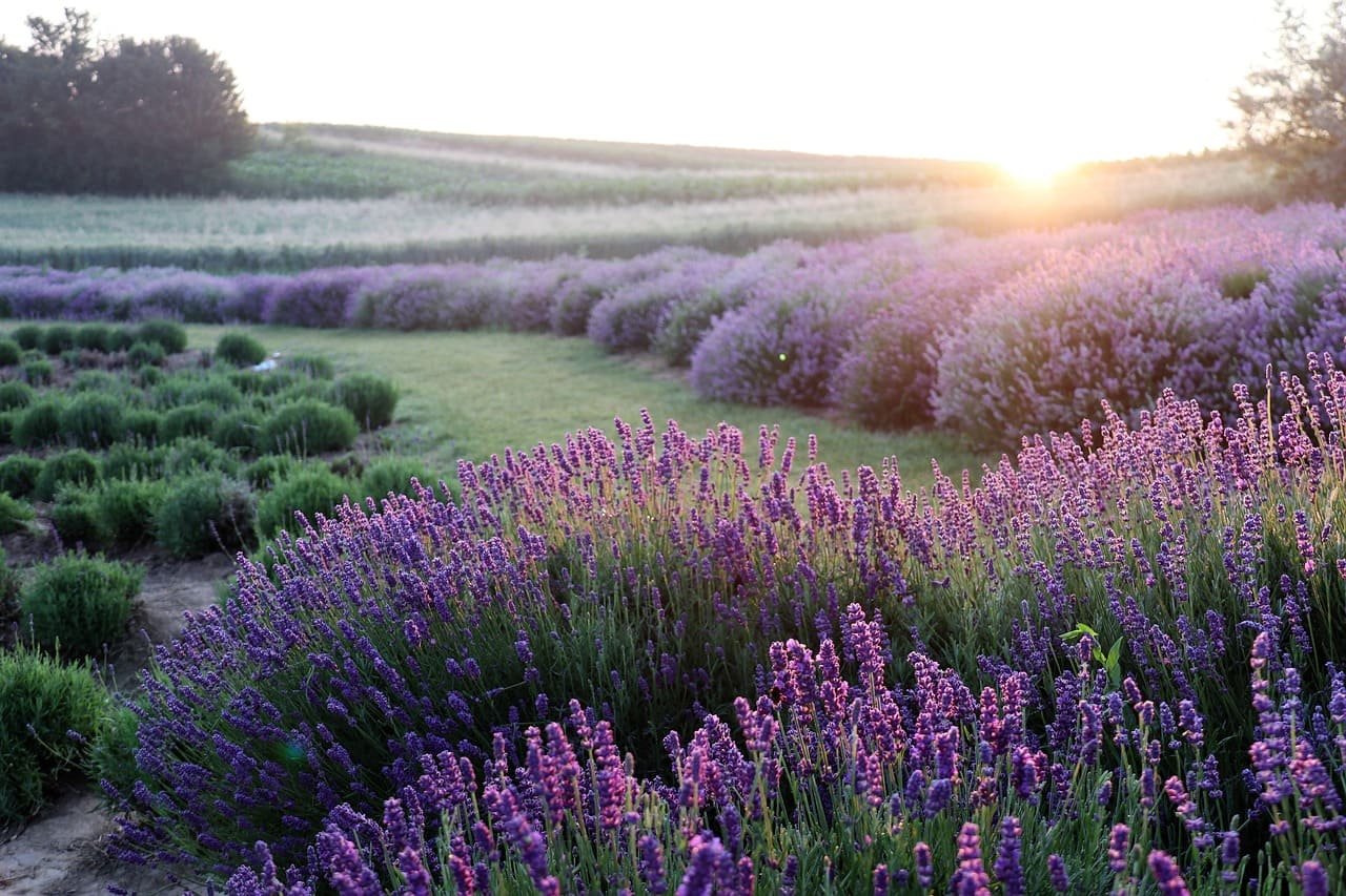 Champ de lavande au lever du soleil – Valensole